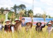 Dukung Ketahanan Pangan Nasional Pagar Alam Ikut Panen Raya Padi Serentak