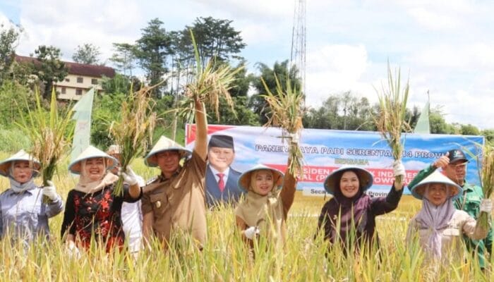 Dukung Ketahanan Pangan Nasional Pagar Alam Ikut Panen Raya Padi Serentak 