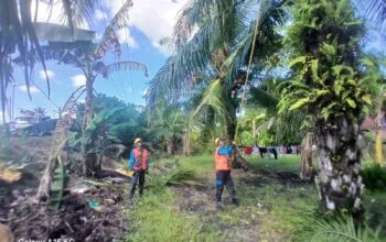 Jangan Kaget Jika Ada Pohon Dipangkas PLN, Ternyata Ini Alasannya