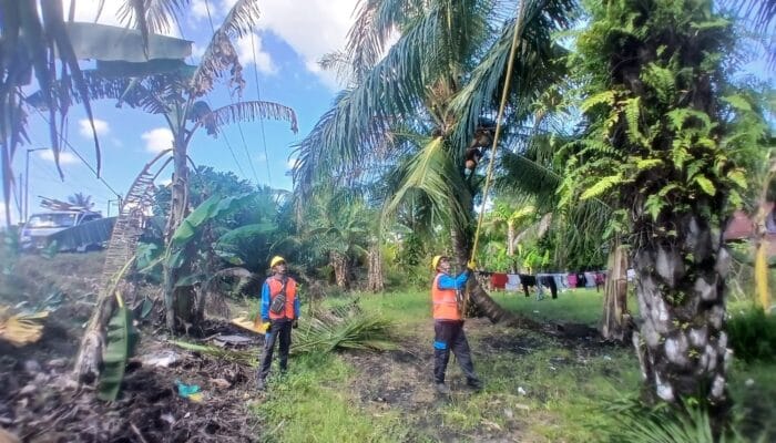 Jangan Kaget Jika Ada Pohon Dipangkas PLN, Ternyata Ini Alasannya