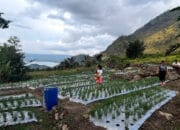 Teknologi Irigasi Tetes Karya Mahasiswa UGM Bantu Petani Samosir Hadapi Musim Kemarau