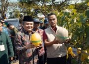 Melon UTM Dipanen, Bupati Bangkalan Soroti Pentingnya Inovasi Pertanian Berbasis Kampus