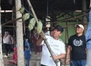 Langkah Preventif Musim Hujan,Wako Pagar Alam Pimpin Pembersihan PTM